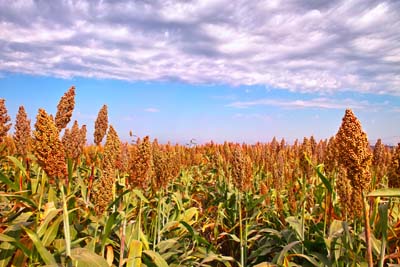 Grow Your Own Sweet Sorghum to Make Molasses - Real Food - MOTHER EARTH NEWS