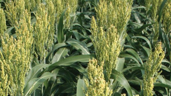 Grain sorghum finding place in Virginia crop rotations | Grains content from Southeast Farm Press