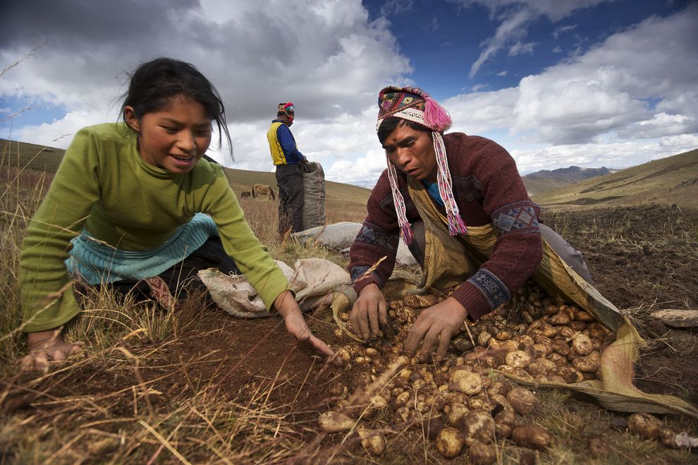 A photo of farmers harvesting potatoes in Peru.
