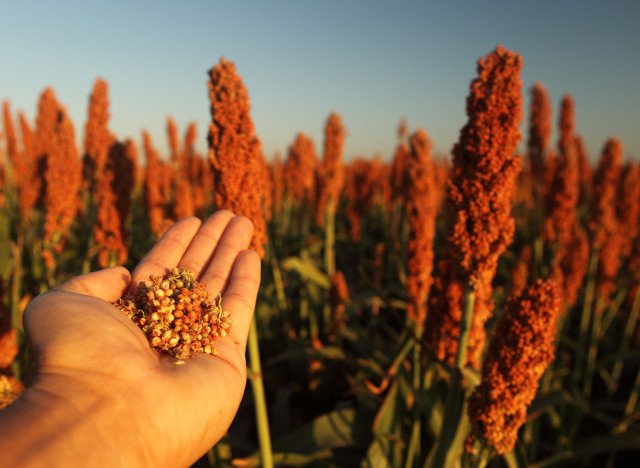 What Is Sorghum Huffington Post American Sorghum