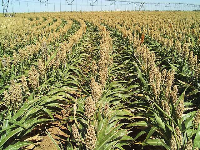 all about growing sorghum growing sorghum