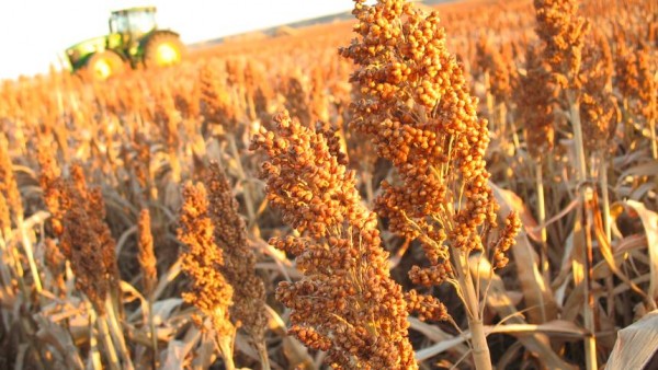 Grain sorghum stands ready for harvest along U.S. Highway 14 about two miles west of Midland, S.D., on Oct. 16, 2013. File photo. (Forum News Service/Agweek/Mikkel Pates)