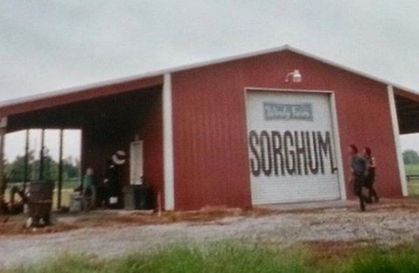 sorghum-and-the-walking-dead