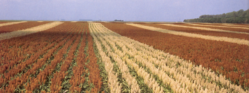 Sorghum Field