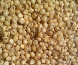 Sorghum Seeds