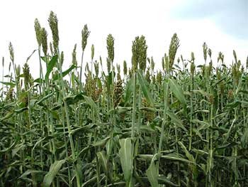 Sweet Sorghum