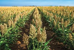 Sorghum Farming