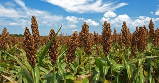 Sorghum Farming