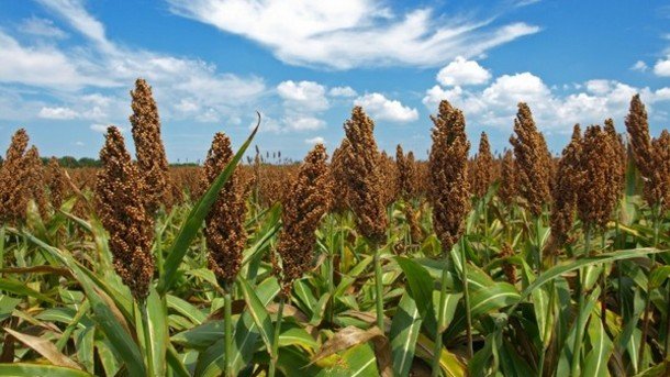 Sorghum Farming