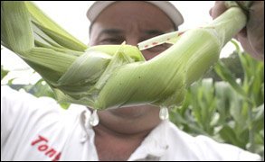 Scoharie Sweet Sorghum Syrup
