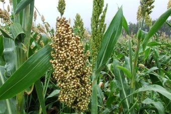 Sorghum-farming-2