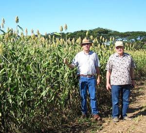 Central American Sorghum