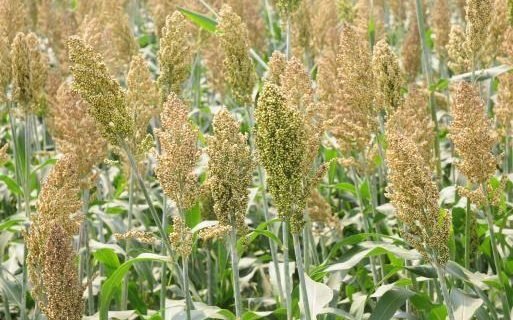 USDA Sorghum can reduce sugar levels