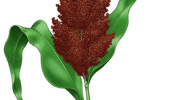 Sorghum Illustration Keith Ward