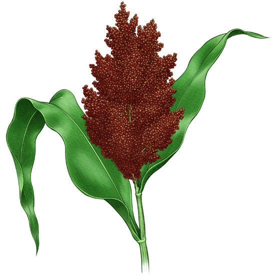 Sorghum Illustration Keith Ward