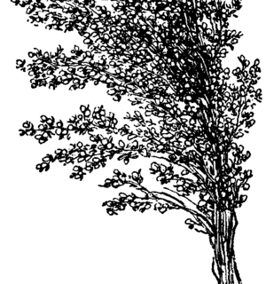 Sorghum Exports Surge