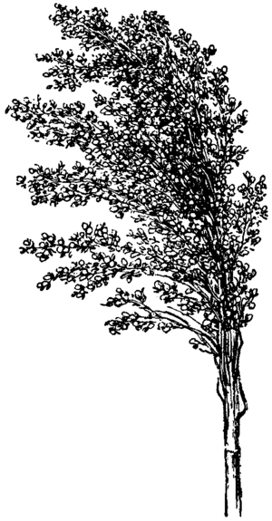 Sorghum Exports Surge