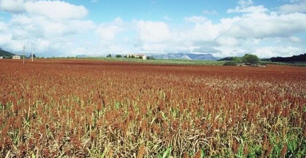 Sorghum Farm Bill