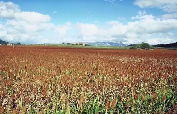 Sorghum Farm Bill