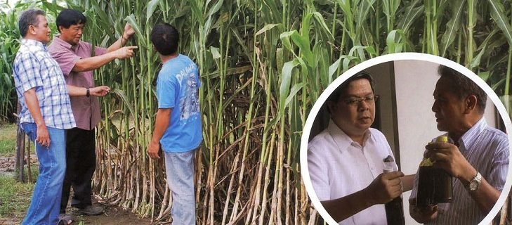 Bapamin Sweet Sorghum