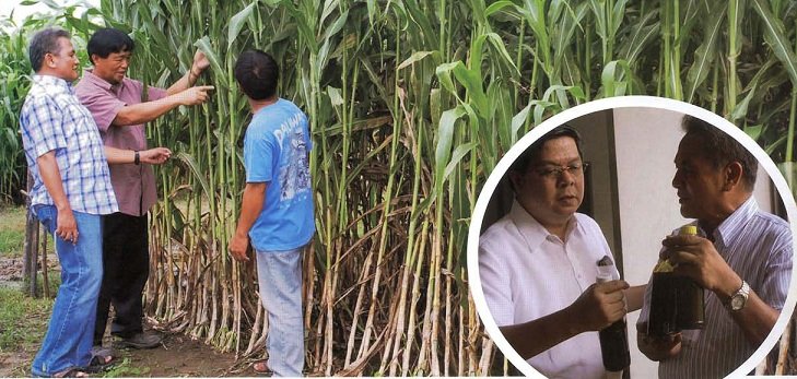 Bapamin Sweet Sorghum