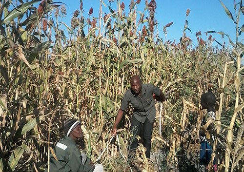 Record Sorghum Yields