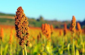 BioEnergy Sorghum