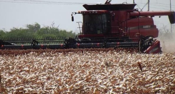 Sorghum Harvest Farming