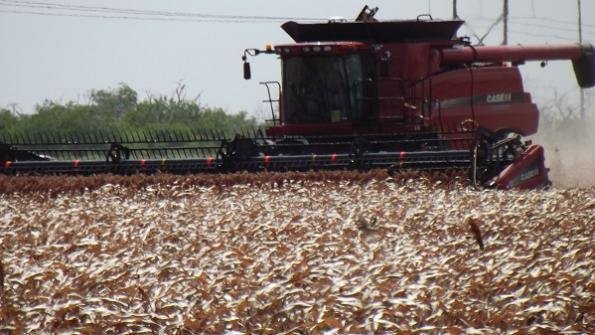 Sorghum Harvest Farming