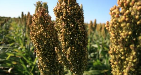 Sorghum Up Close