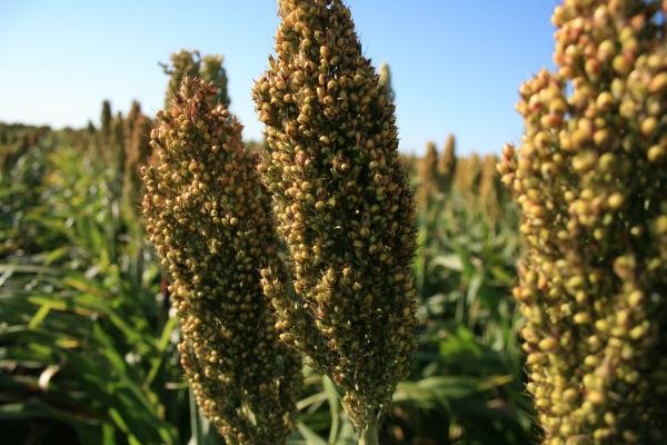 Sorghum Up Close