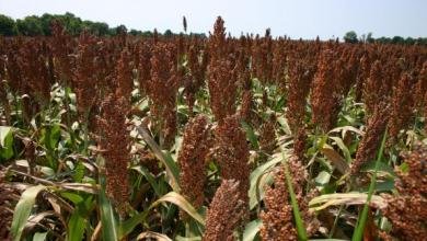 sorghum-harvest-prep