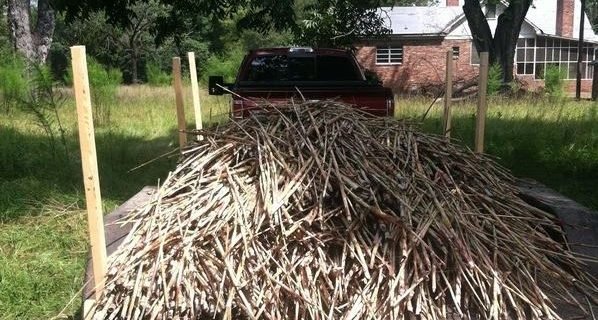 Sorghum Rosh Hashanah