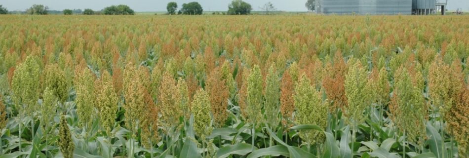 Sorghum