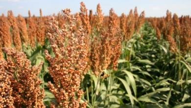 grain-sorghum