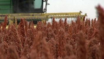 Sorghum Demand