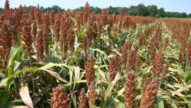 Sorghum Arkansas