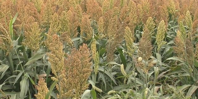 Sorghum Sorghum