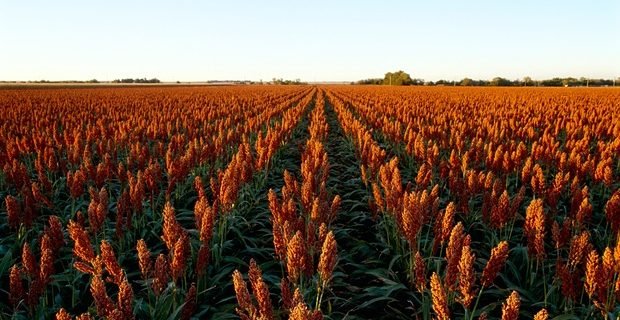Sorghum 45