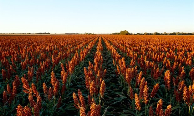 Sorghum 45