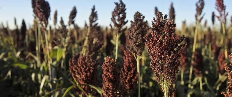 Sorghum Black