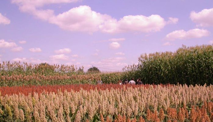 sorghum-today
