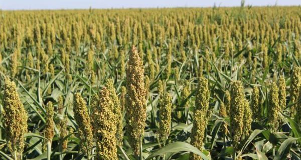 sorghum-products