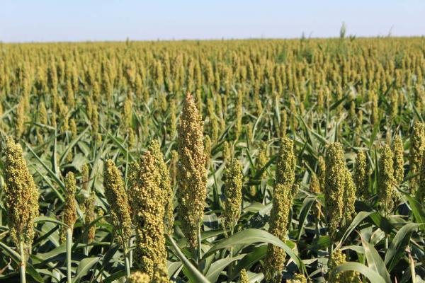 sorghum-products