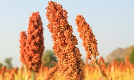 sorghum.large