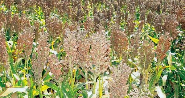 sorghum and corn