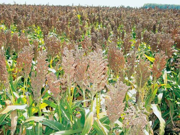 sorghum and corn