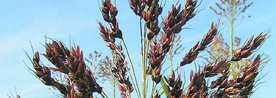 sorghum domest