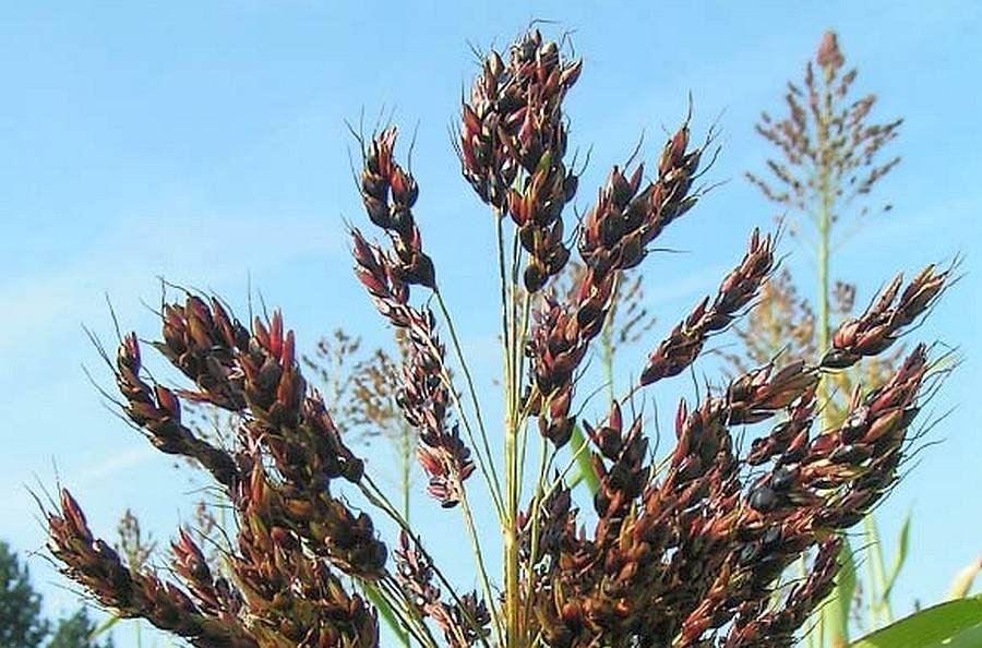 sorghum domest