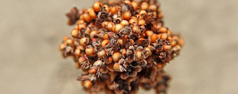 sorghum-2018